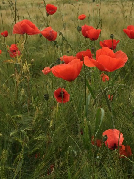 Gartenbilder (17)
