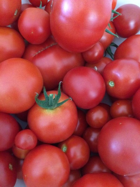 Tomaten trocknen (1)