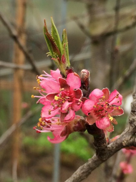 haus und garten (2)